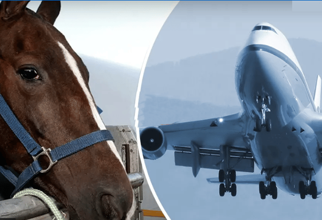Cavallo fugge a bordo di un aereo 