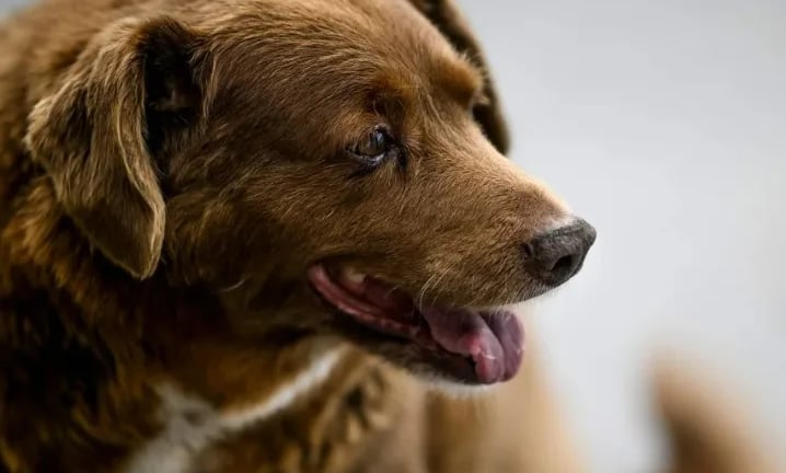 Bobi: sospeso il Guinness come cane più vecchio del mondo