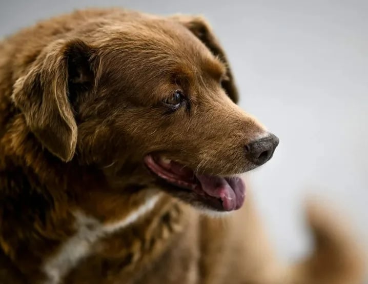 Bobi: sospeso il Guinness come cane più vecchio del mondo